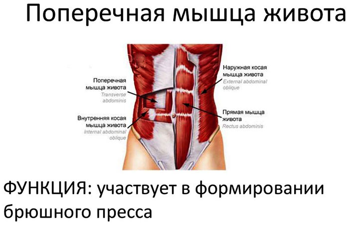 Εγκάρσιος κοιλιακός μυς. Ανατομία, λειτουργία, προπόνηση κοιλιακών