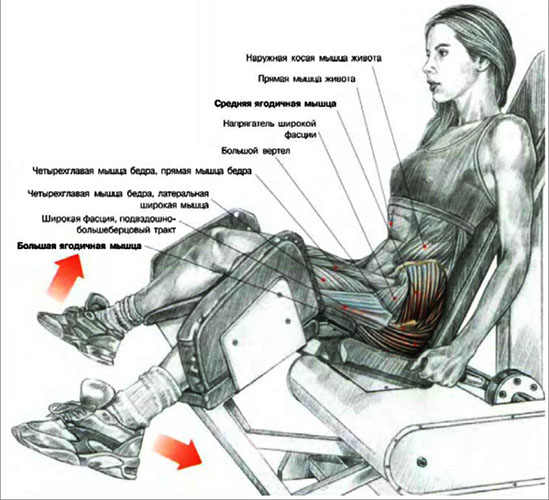 Hodowla nóg w symulatorze w pozycji siedzącej, pochylona do przodu, stojąca. Technika