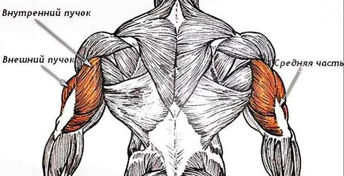 Tríceps. Cadê, foto, anatomia, exercícios de bombeamento