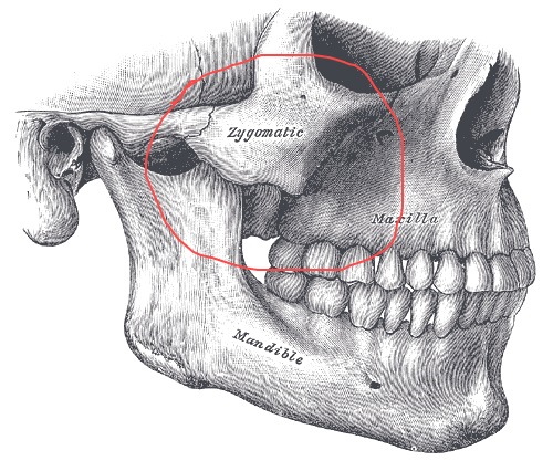 Los pómulos están en la cara, la foto, la anatomía, cómo hacer.